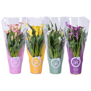 Imagen de Calla o lirio de agua de color surtido GARDEN SERVICE.