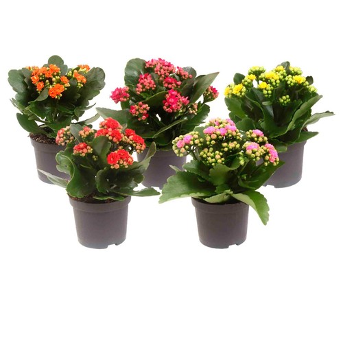 Kalanchoe o Calandiva en maceta de plástico de 7 centímetros VIVEROS.