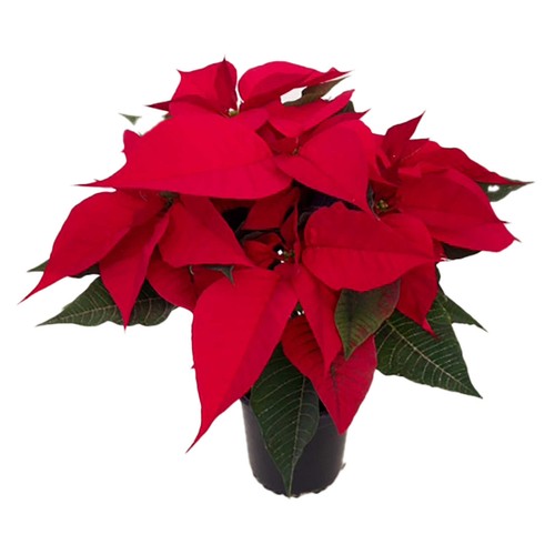 Poinsettia o flor de Pascua con maceta de 14 centímetros y 6 u 8 brotes VIVEROS 1 unidad.