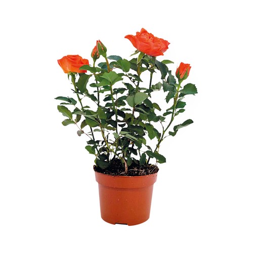 Mini rosal maceta 12 cm. Altura plata 30-35 cm, VIVEROS.