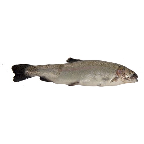 Trucha asalmonada mostrador 600 Gramos Aproximados