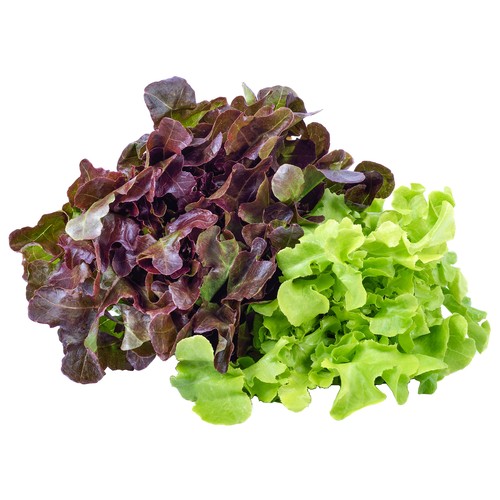 Lechuga hoja de roble con raíz 1 ud.
