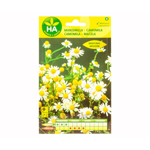 Imagen de Manzanilla camomila en maceta, FLORABELLA.