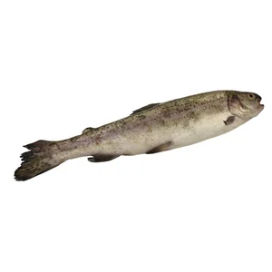 Trucha asalmonada grande mostrador