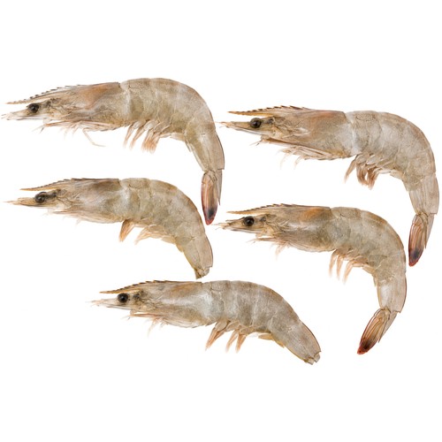 Gamba plancha mediana al peso.