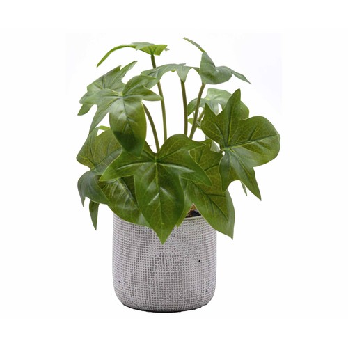 Plantas silvestres en maceta de cemento decoradas y una altura total de 31 cm.