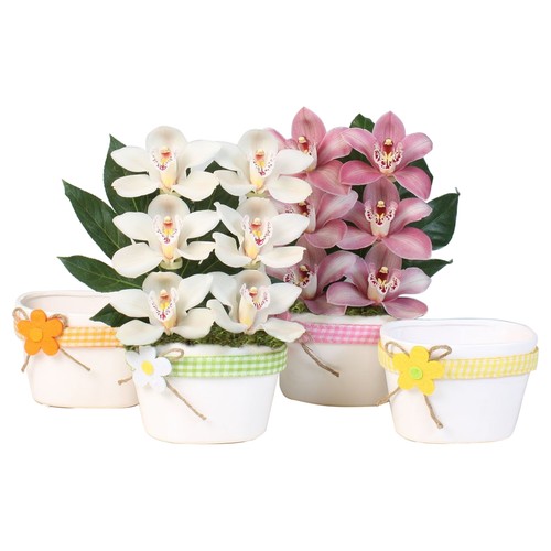 Orquídea con 4/6 flores en caja regalo, BATTLE.