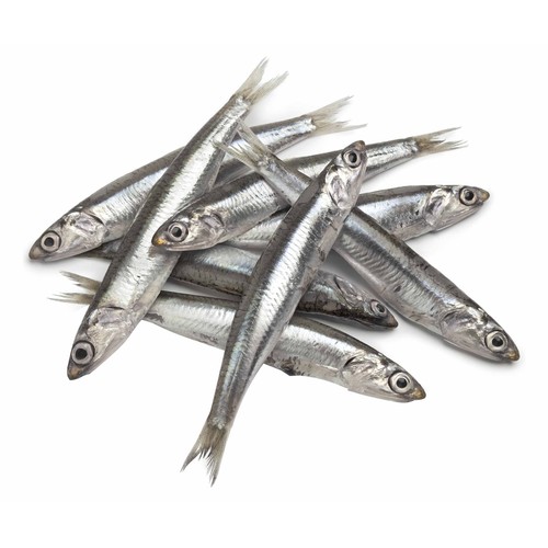 Boquerón mostrador de lonja local